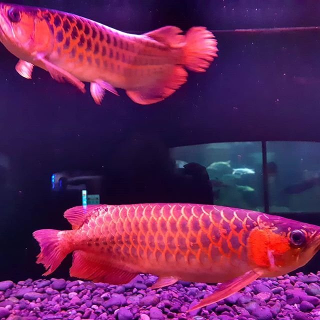 Super Red Arowana,Albino Stingray fish for sale