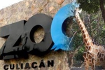Culiacan Zoo, Mexico’s Association of Zoos, animals abandoned during coronavirus lockdown are rescued by a zoo in mexico, Plight Culiacan Zoo, Mexico’s Association of Zoos, animals abandoned during coronavirus lockdown are rescued by a zoo in mexico, Plight