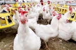 Bird flu outbreak, Bird flu latest, bird flu outbreak in the usa triggers doubts, Who