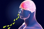 Primary Amoebic Meningoencephalitis, Primary Amoebic Meningoencephalitis breaking, brain eating amoeba in kerala why and how it spreads, Baby