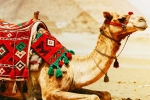 Camel Milk, Camel Milk, benefits and side effects of camel milk, Nervous system