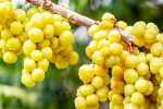 Amla new breaking, Consuming Amla, ten health benefits of consuming amla, Galli