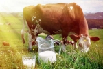 Cow Milk benefits, Cow Milk, ten health benefits of consuming cow milk, Teeth