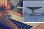 Denver Blue Whale Suicide Challenge, Denver Public Schools, denver public schools responds to the blue whale suicide challenge, Suicide game