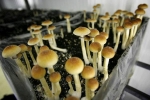 Psychedelic mushrooms, mushrooms, denver voters approve measure to decriminalize magic mushrooms, Opioid