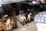 Dog Meat South Korea breaking news, Dog Meat South Korea breaking news, consuming dog meat is a right of consumer choice, Dog meat south korea