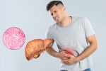 Fatty Liver research, Fatty Liver news, fatty liver can be reversed in just one month, Lifestyle