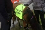 Guide Horse in UK, UK, indian origin man with eye condition to get guide horse in uk, Blind man