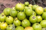Guava health tips, Guava new updates, who should be careful with guava, Health tips
