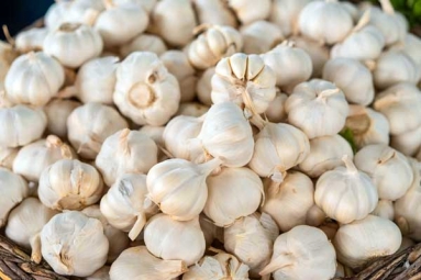 Is Garlic a Mosquito Repellent?