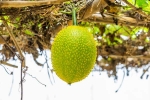 Snake Venom breaking, Snake Venom, this miraculous plant can neutralise snake venom in minutes, Garden