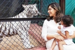Klin Kaara latest, Klin Kaara breaking updates, klin kaara meets her namesake tigress on second birthday, Hyderabad