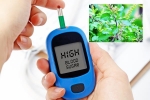Blood Sugar Levels boost immunity, Blood Sugar Levels immunity, how to maintain blood sugar level to boost immunity, Joint pains