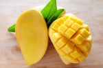 mangoes, artificially ripened mangoes, mouth watering mangoes may contain cancer causing chemicals, A health hazard