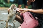 Monkey Bite health, Monkey Bite latest, what to do after a monkey bite, Vaccine