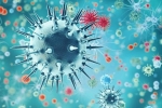 coronavirus, China, a new virus discovered in china is another pandemic on the way, H1n1