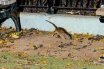 Rat Tourism in New York, New York campaigns, must experience trend in new york city, Times square
