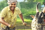 Sreekaram release news, Sharwanand, sharwanand s sreekaram trailer released, Ok jaanu