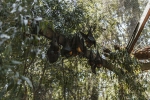 ICMR, research, study shows coronavirus presence in two indian bats icmr study, Indian researchers