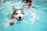 Dog Fitness suggestions, Dog Fitness doctor, how can swimming boost your dog s fitness, Swimming