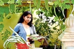 NRI, gourd, this nri in qatar keen on farming is going green, Muskmelon