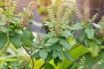 tulsi for face pimples, tulsi for hair fall, tulsi for skin how this indian herb helps in making your skin acne free glowing, Toner