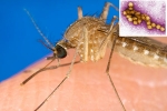 West Nile Virus 2021, Russia, russia warns of west nile virus, Joint pains