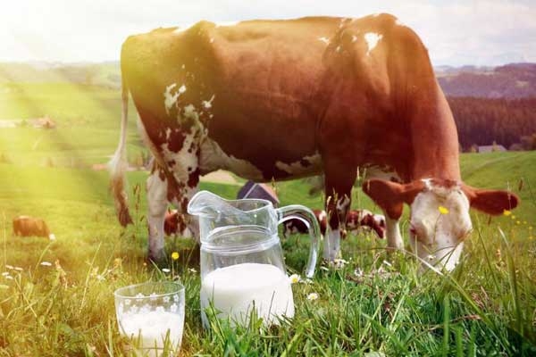 Ten Health Benefits of Consuming Cow Milk