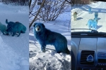 viral, blue dogs, bright blue stray dogs found in russia, Joke