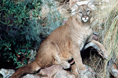 Colorado Runner Kills Mountain Lion After Being Attacked by It