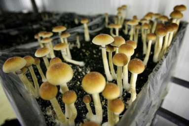 Denver Voters Approve Measure to Decriminalize Magic Mushrooms