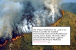 amazon forest, amazon rainforest animals, in pictures devastating fires in amazon rainforest visible from space, Npt