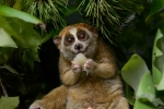 Slow lorises, Animal, cute but deadly the critically endangered slow lorises, Circus