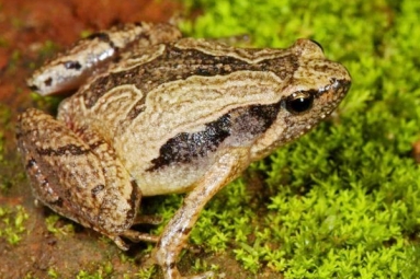 South Indian Frog Mucus Kills Flu Virus