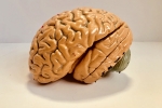 Brain, Brains, indians have smaller brains a study revealed, Iba 100