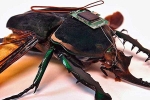 Robotized Cockroaches, Robotized Cockroaches breaking news, insects robotized to hunt for survivors in a collapsed building, Robotized insects