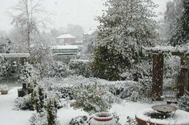 How to save your gardens during snow strikes