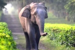 safety, elephants, tamed elephants in india to get unique identification numbers like aadhar, Circus