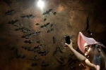 Wuhan CDC bat caves, Wuhan CDC, a sensational video of scientists of wuhan cdc collecting samples in bat caves, Wuhan cdc