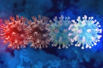 new coronavirus variant, C.1.2 variant traced, latest coronavirus variant evades vaccine protection, New coronavirus variant